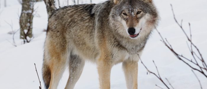 Lobo salvaje en bosque nocturno – Fotografía de lobo salvaje, naturaleza y fauna